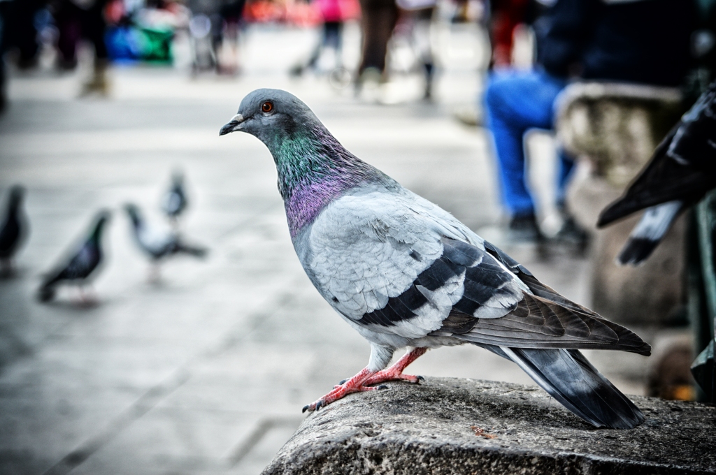 Pigeon by Harriet Terrill