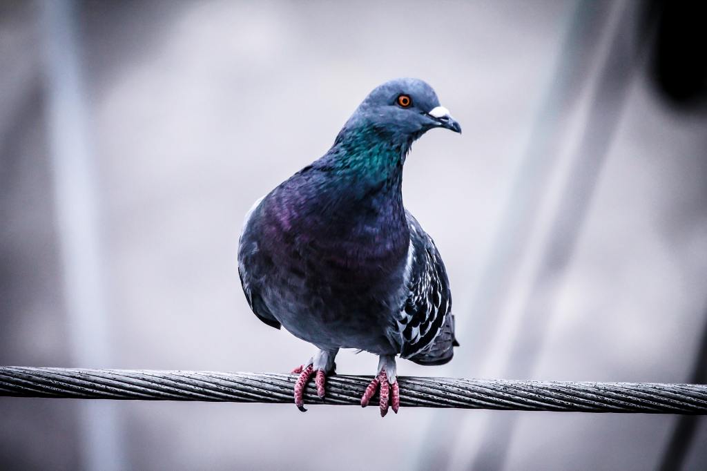 Pigeon English by David Cook