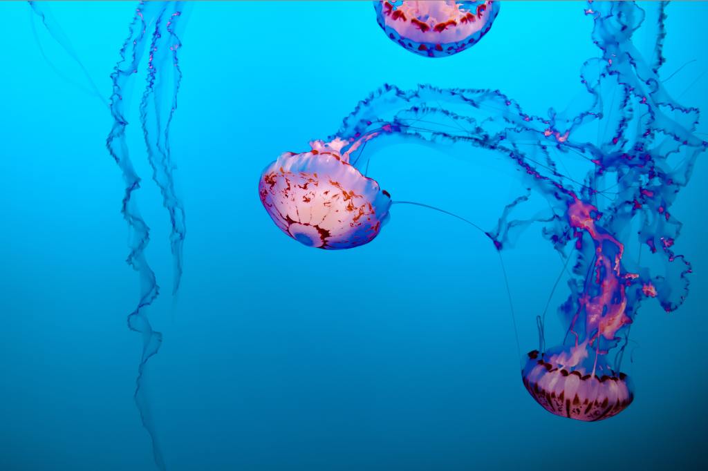 Jellyfish by Claire Hamlett